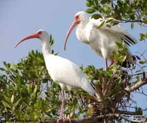 Puzzle Αμερικανικό λευκό ibis